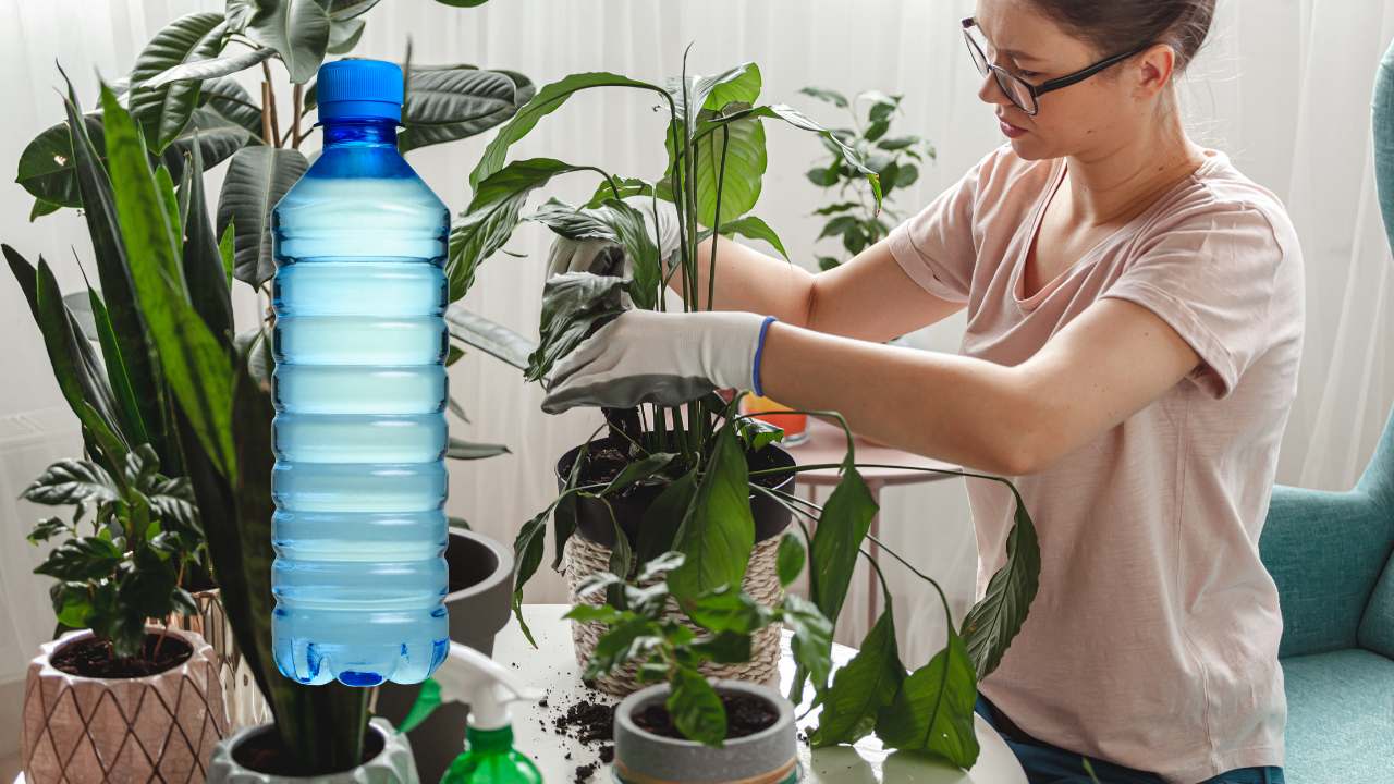 garrafas em vasos de plantas é a solução