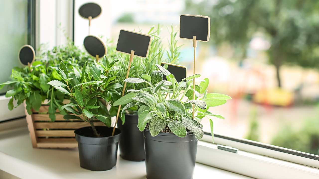 plantas para eliminar os maus odores