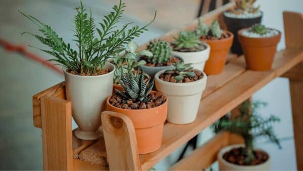 Como escolher as plantas certas para sua casa de acordo com o Feng Shui?