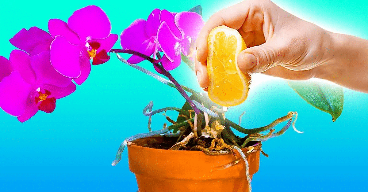 plantas com suco de limão?