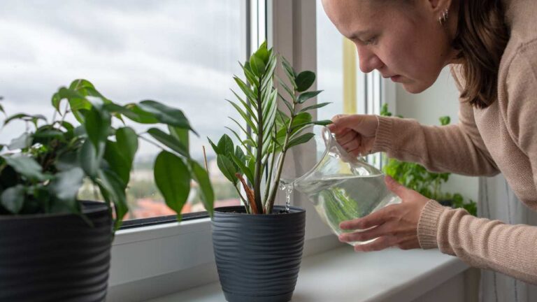 fazer sua planta crescer mais rápido!