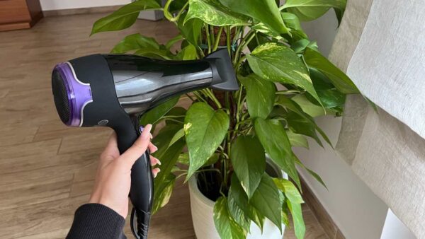 secadores de cabelo em plantas