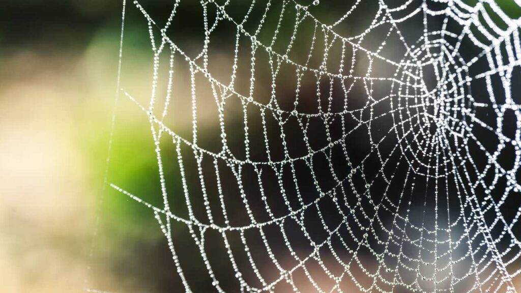 nunca deve matar aranhas em casa