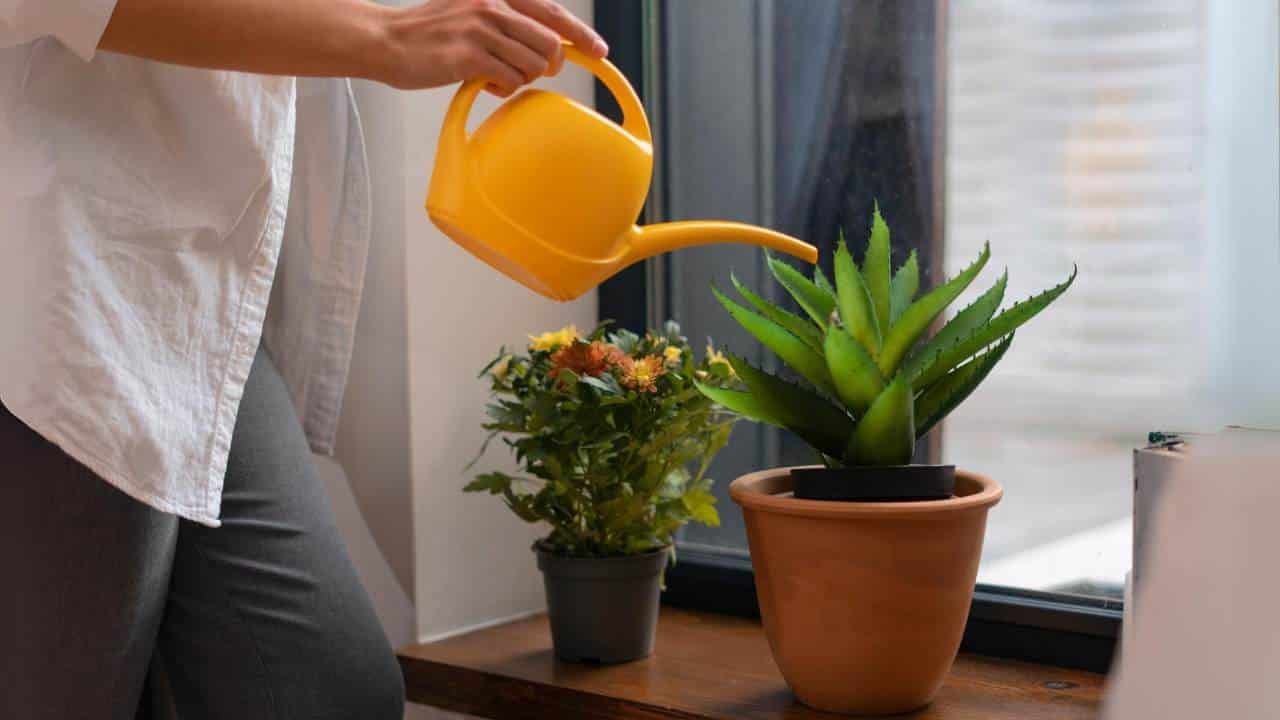 Como fazer fertilizante para que as plantas da casa cresçam rápido?