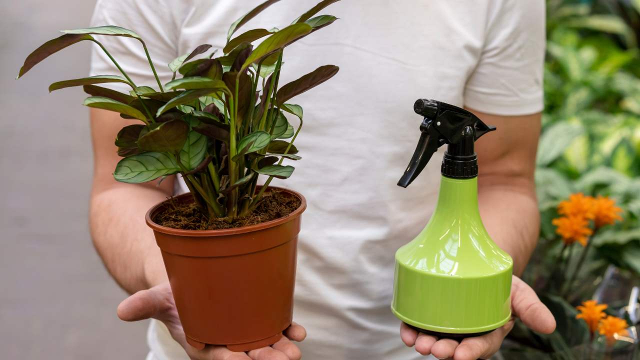 Herbicida caseiro simples para plantas