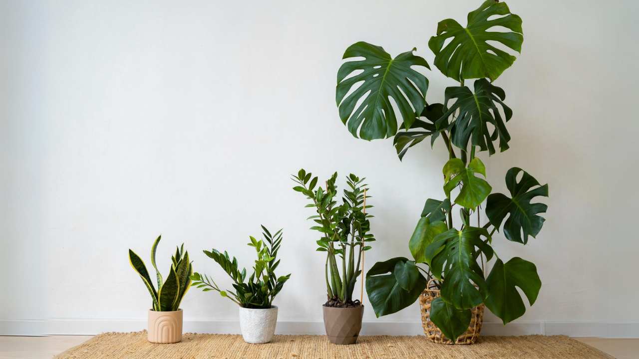 Plantas que absorvem umidade