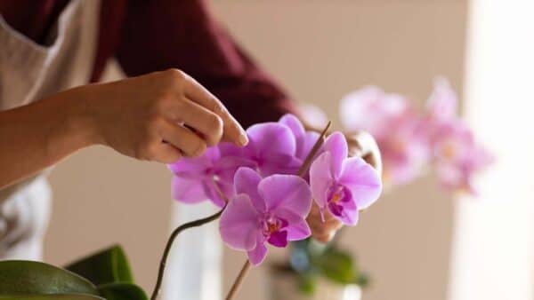 Qual orquídea floresce mais fácil
