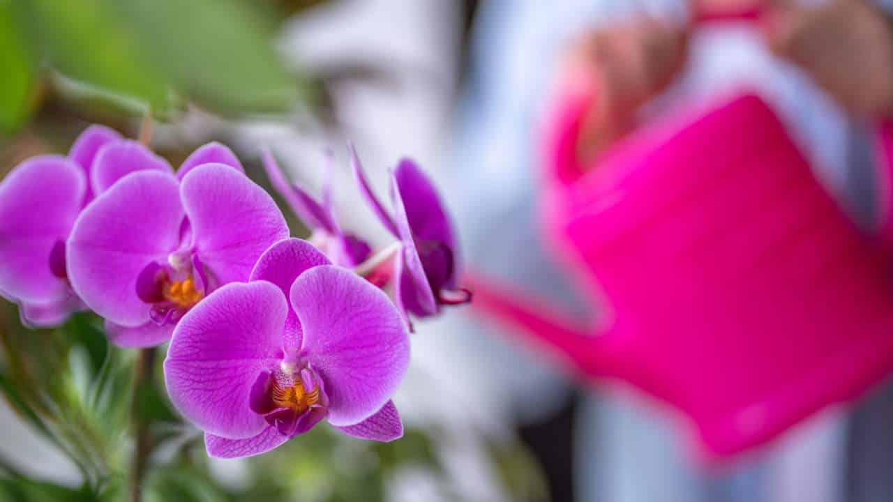 Regue as orquídeas com isto
