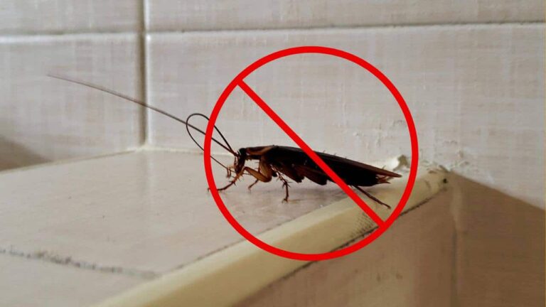 como eliminar baratas de casa