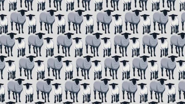 Desafio visual: encontre os lobos disfarçados de ovelhas