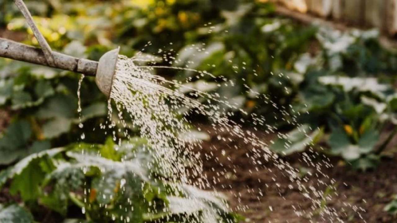 erros que estragam suas plantas