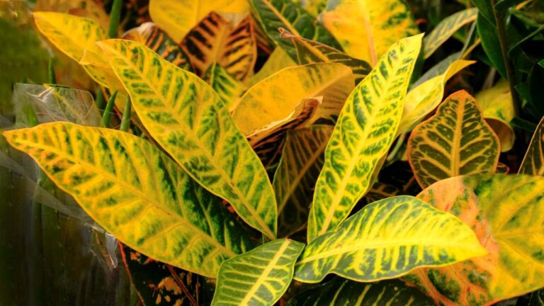 evitar que as folhas de suas plantas amarelem!