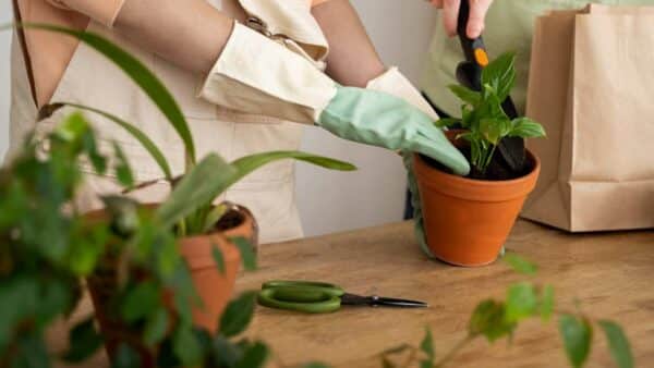 plantas para que cresçam cheias de vida!