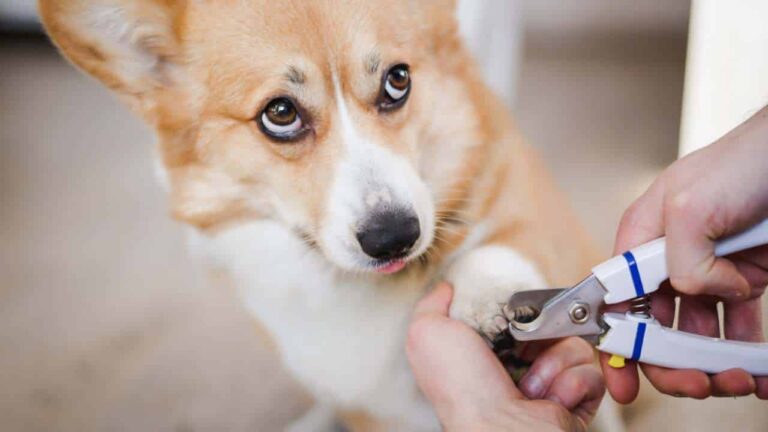 cortar as unhas de um cachorro