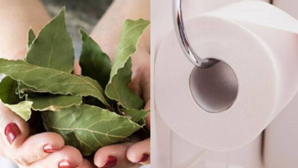 Colocar uma folha de louro dentro do papel higiênico?