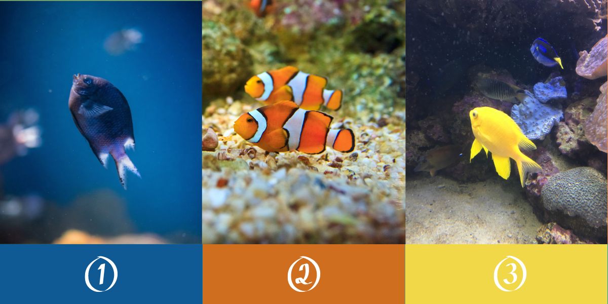 Teste: Escolha um peixe e revele a sua maior qualidade que está escondida do mundo!