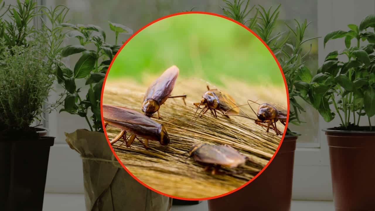 Baratas: coloquem essa planta