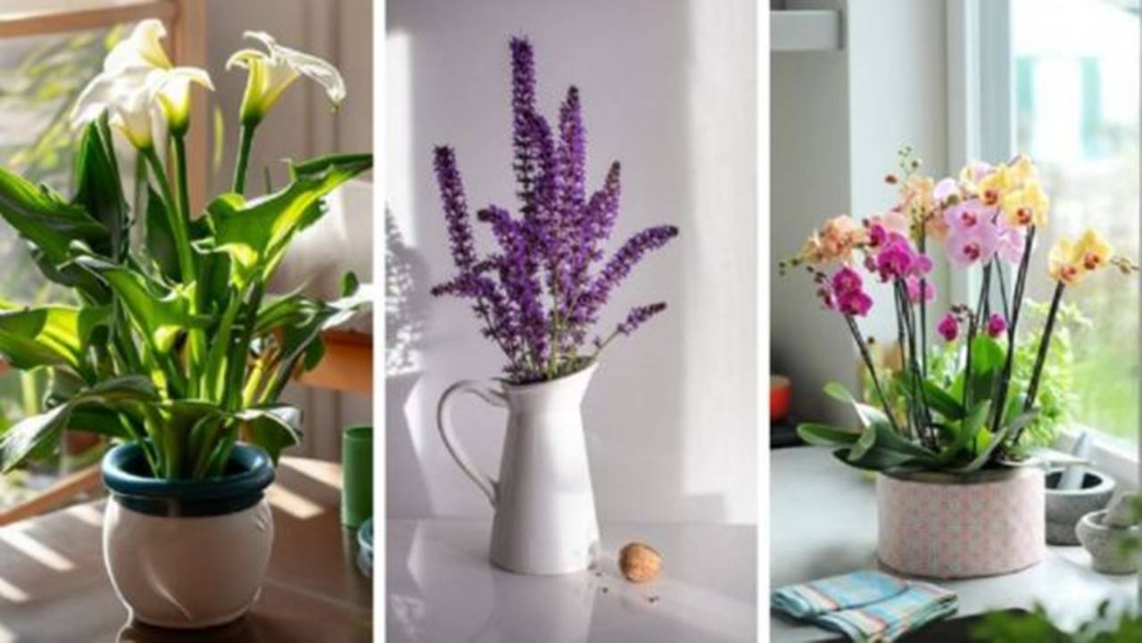 6 plantas que você deveria ter para atrair amor e abundância!
