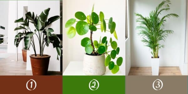 Teste de personalidade plantas