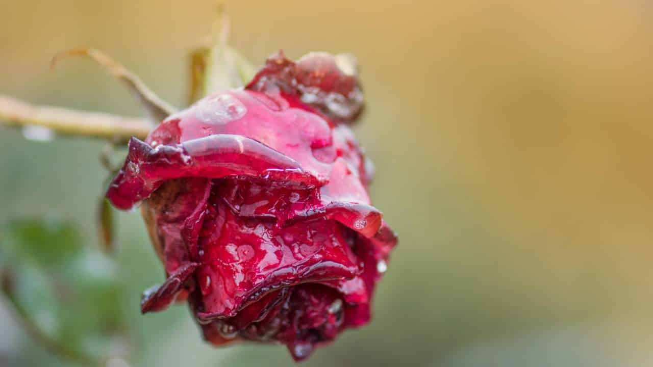 Descubra como reviver rosas murchas em 3 passos!