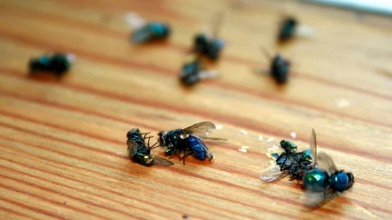 Como se livrar das moscas: 6 repelentes CASEIROS e naturais!