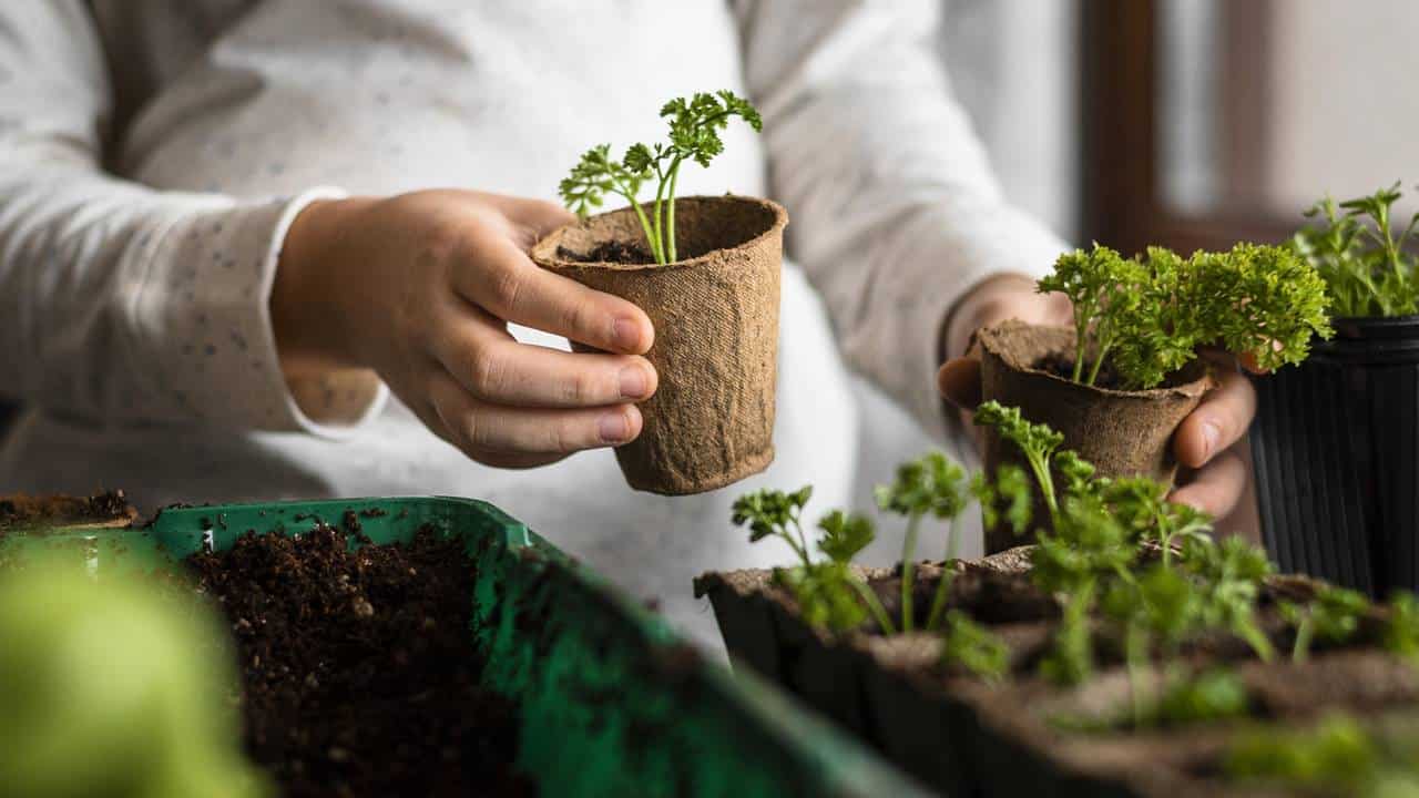 Cultivar cúrcuma em casa Guia prático