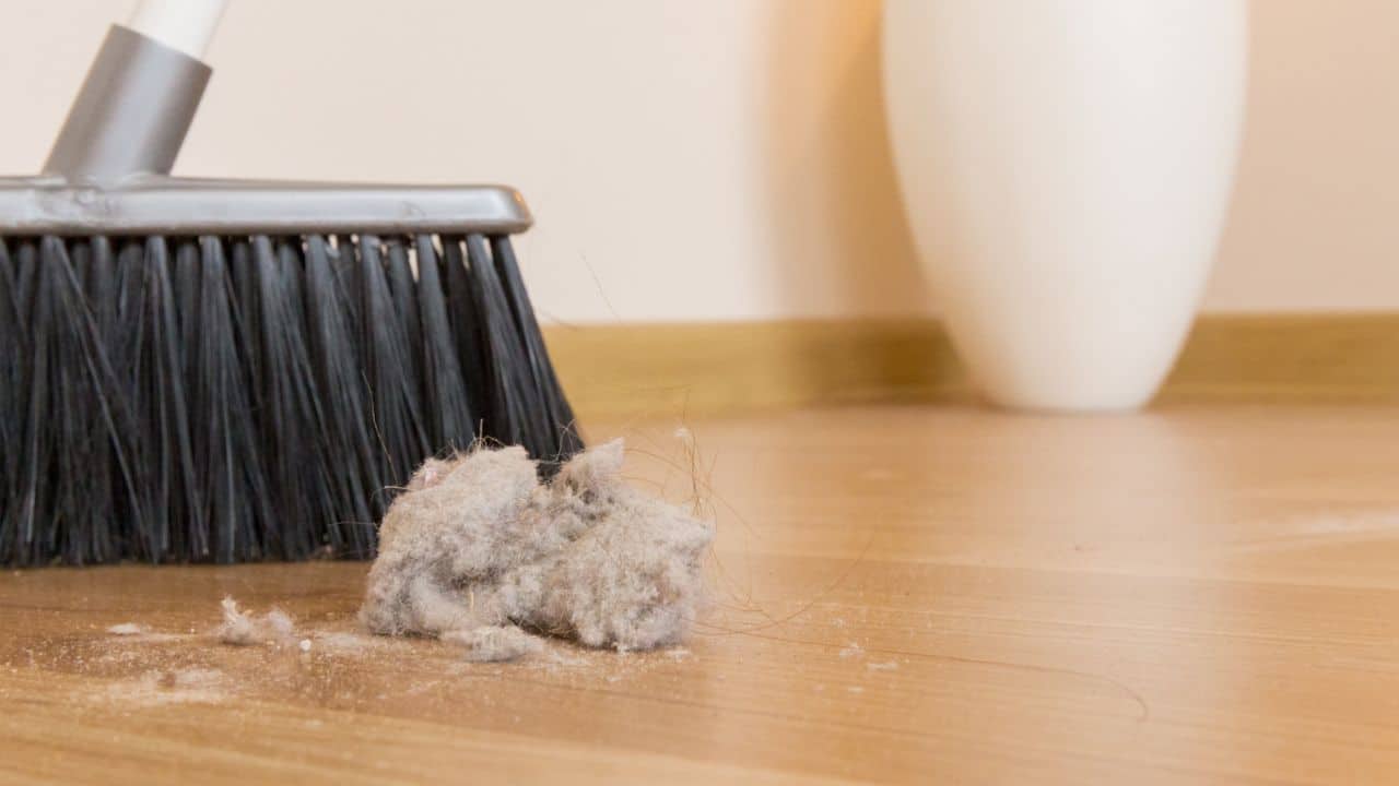5 motivos importantes para não deixar a poeira acumular em casa