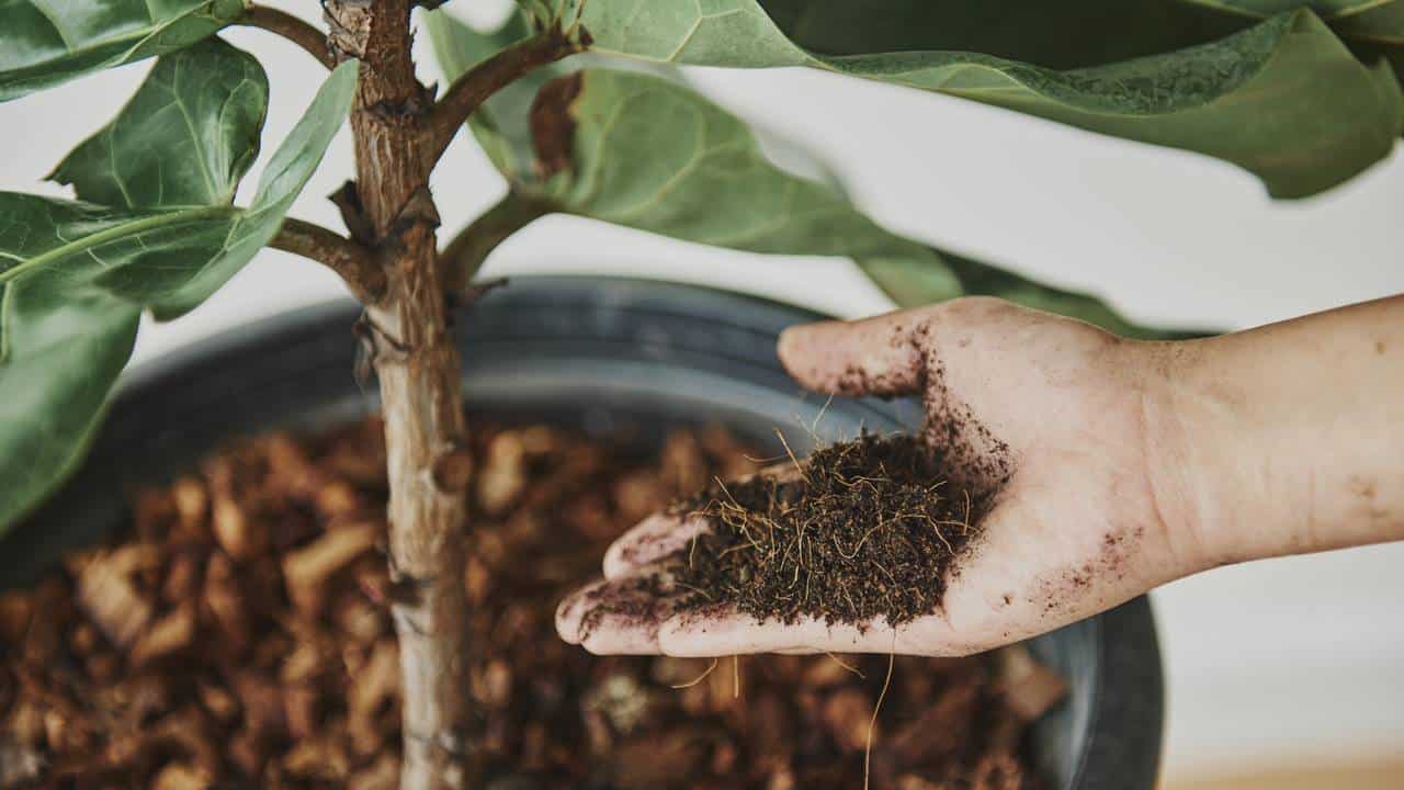 vão encher suas plantas de flores!