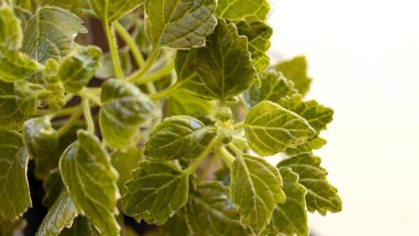 Onde colocar plantas de dinheiro