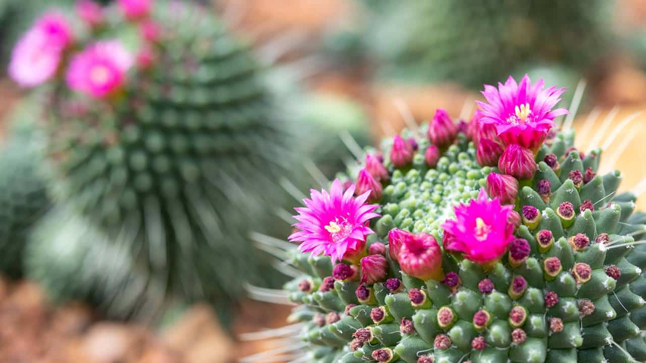 cacto encher de flores!