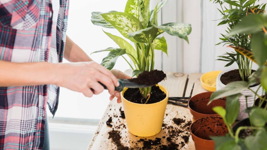canela para proteger as plantas
