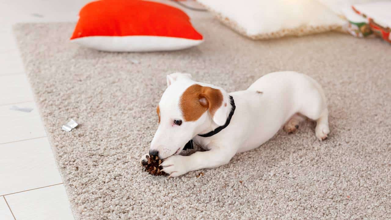 eliminar o cheiro de xixi de cachorro do tapete