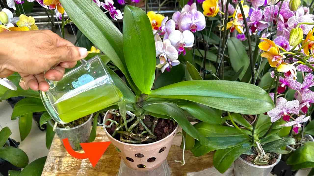 derramar este ingrediente nas suas orquídeas