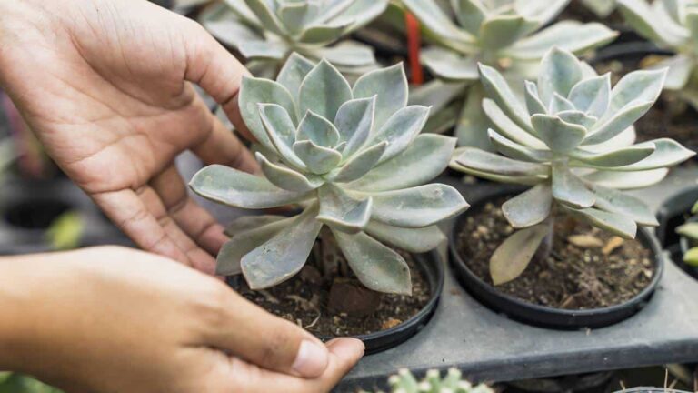 fertilizante para as suculentas