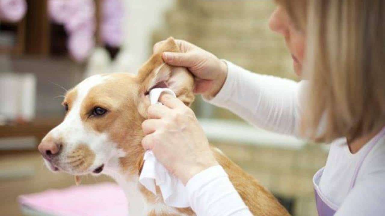 limpar as orelhas do seu cachorro