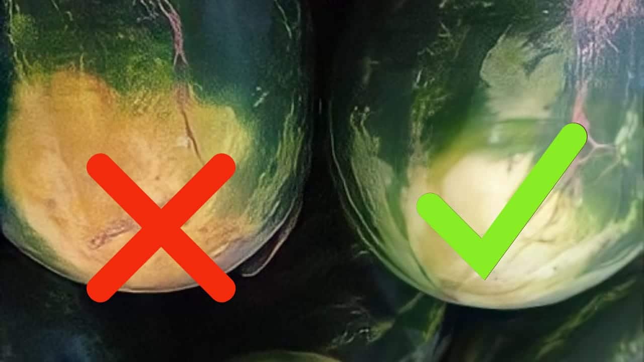O truque para encontrar a melancia docinha: Você ainda não comeu uma tão boa assim!