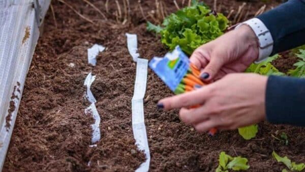 papel higiênico torna a jardinagem