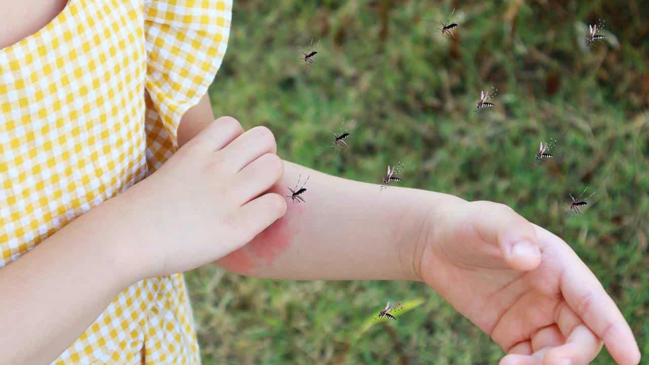 picadas de mosquitos
