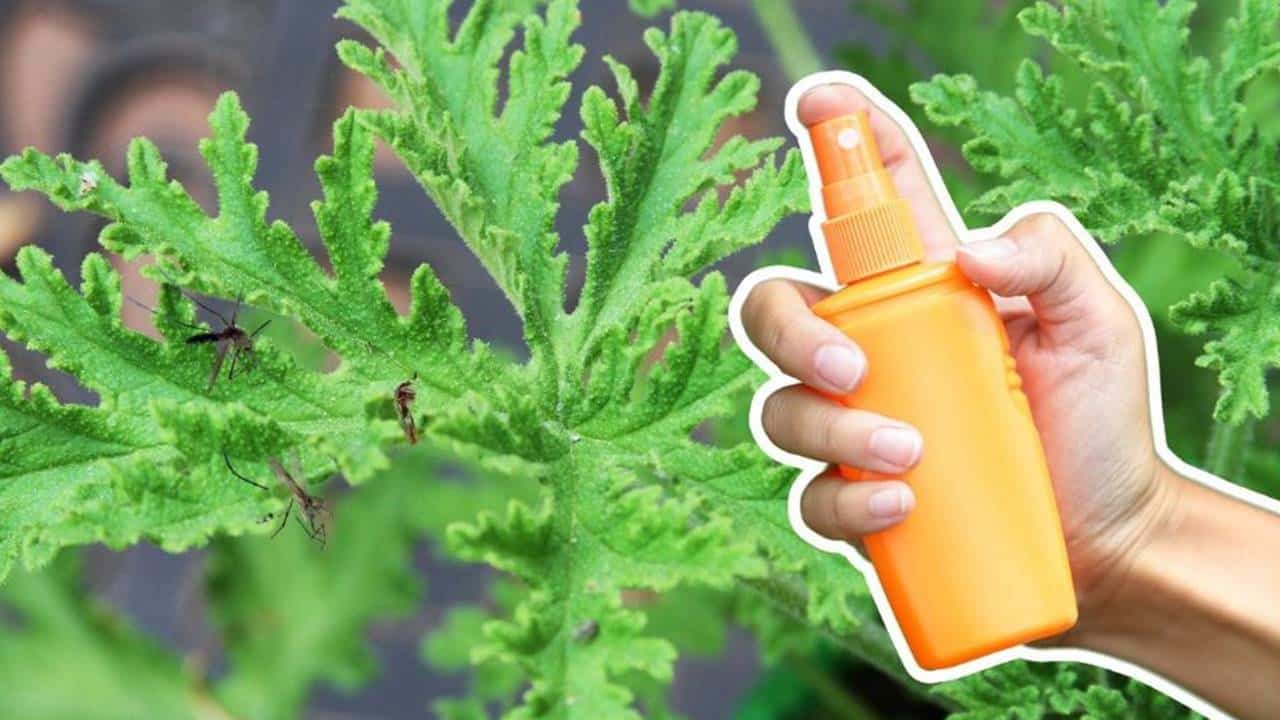 planta ajuda a repelir mosquitos