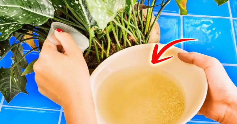 fertilizante natural de arroz plantas