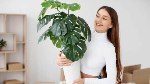 plantas que absorvem o calor