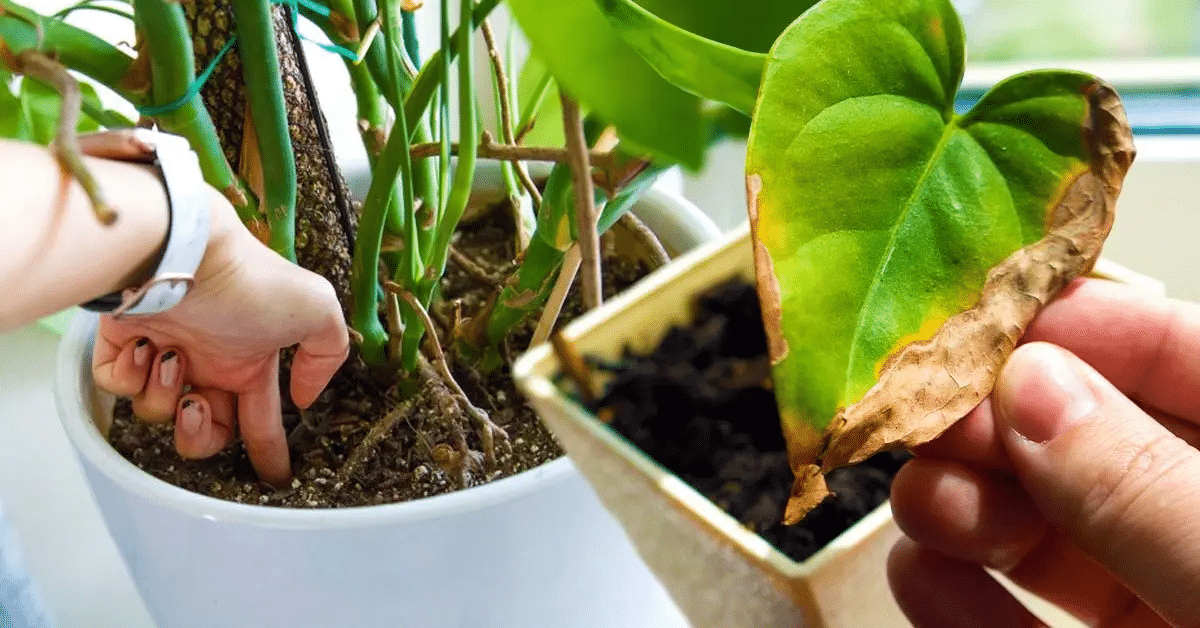 É assim que você salva as plantas