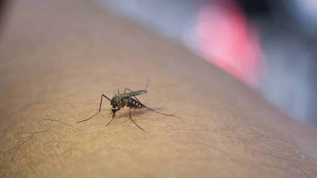 repelente de mosquitos e baratas