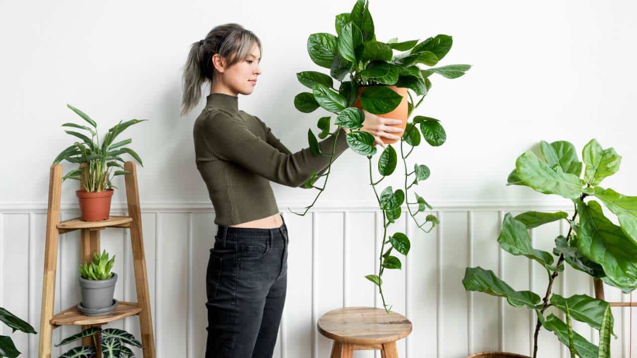 7 segredos de jardineiro para ter lindas plantas em casa!