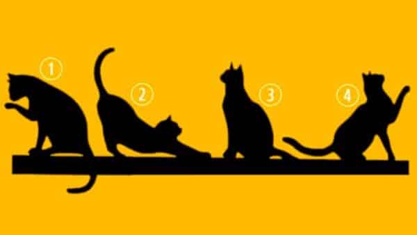 Teste de personalidade: qual o gato você mais chama sua atenção?