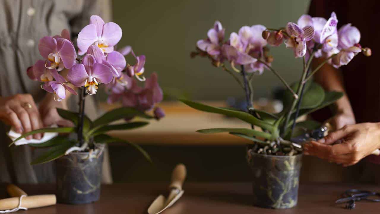 Fertilizante caseiro para as orquídeas