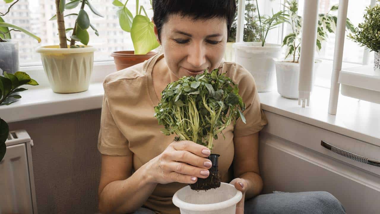 Refrescar a casa: Coloque uma destas 3 plantas que absorvem calor!