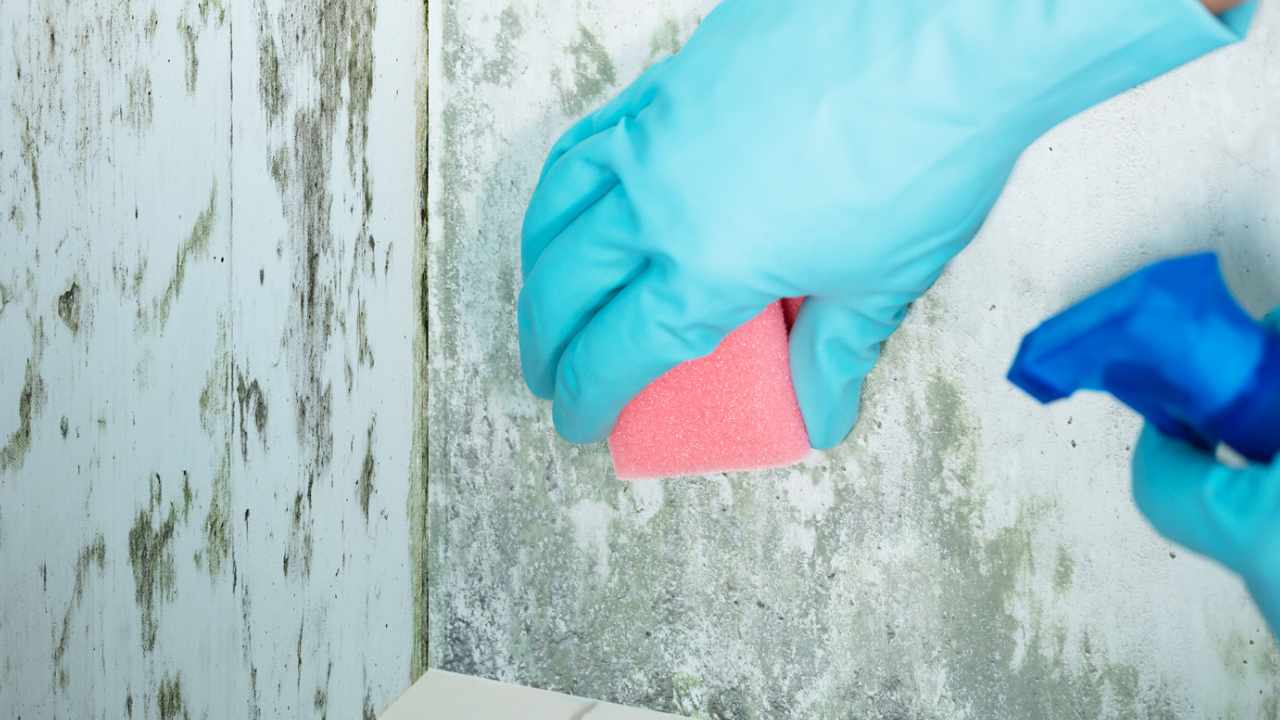A técnica certa para remover mofo das paredes antes de pintar