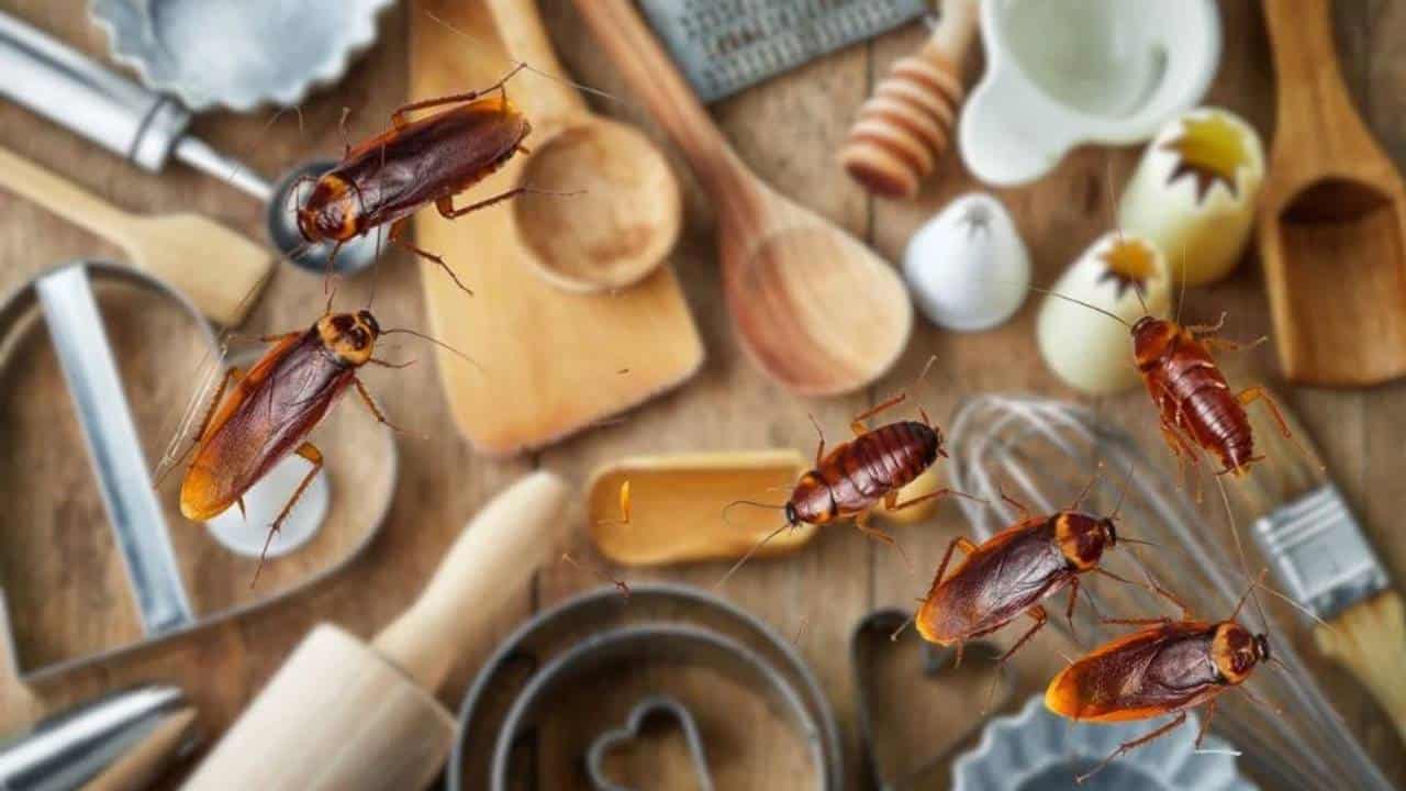 Prepara este inseticida caseiro para baratas: ele manterá a tua cozinha livre de pragas!