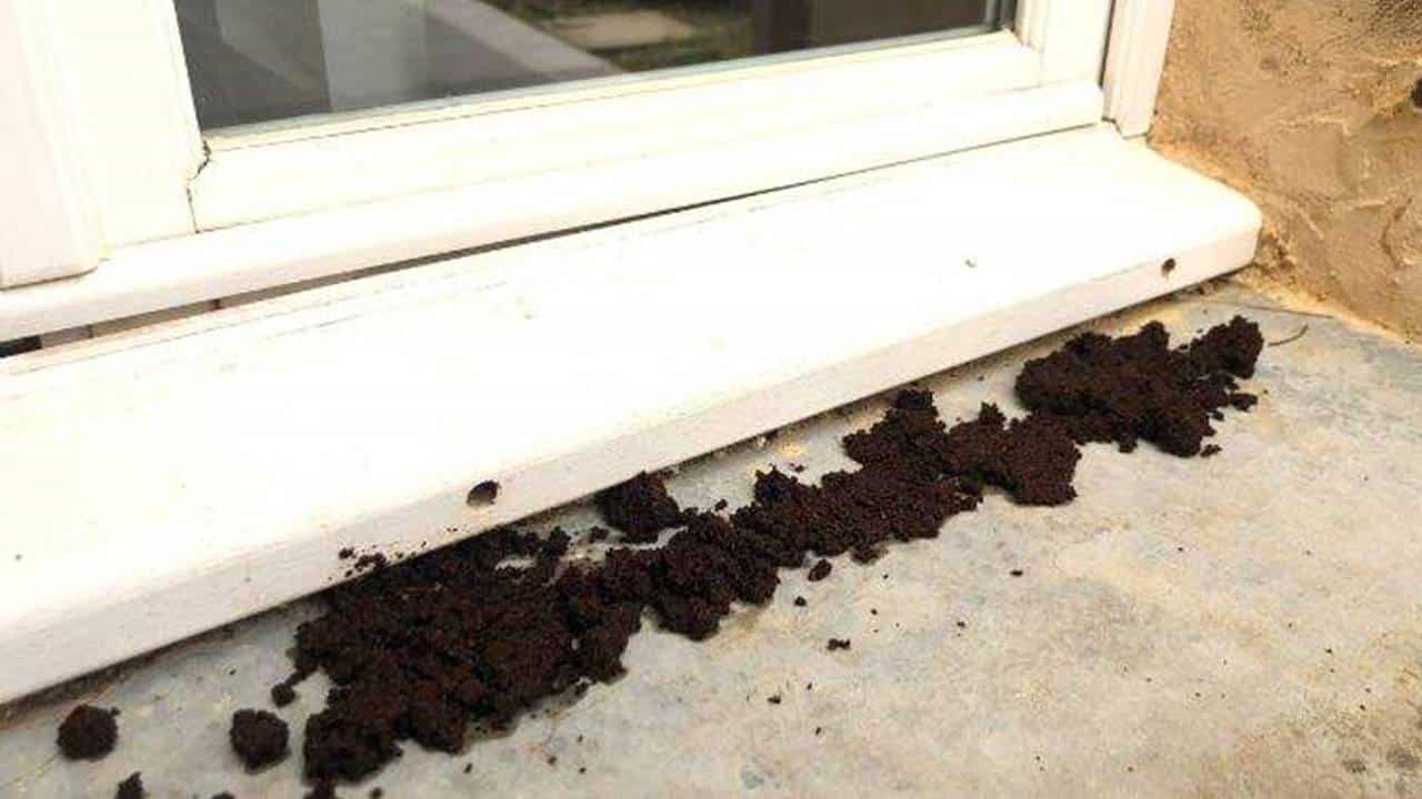 Por que você deve colocar borra de café nas janelas da sua casa?